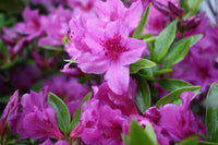 Violet azalea blumen in töpfen