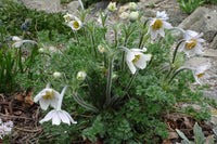 Weiß anemone pulsatilla blumen in töpfen