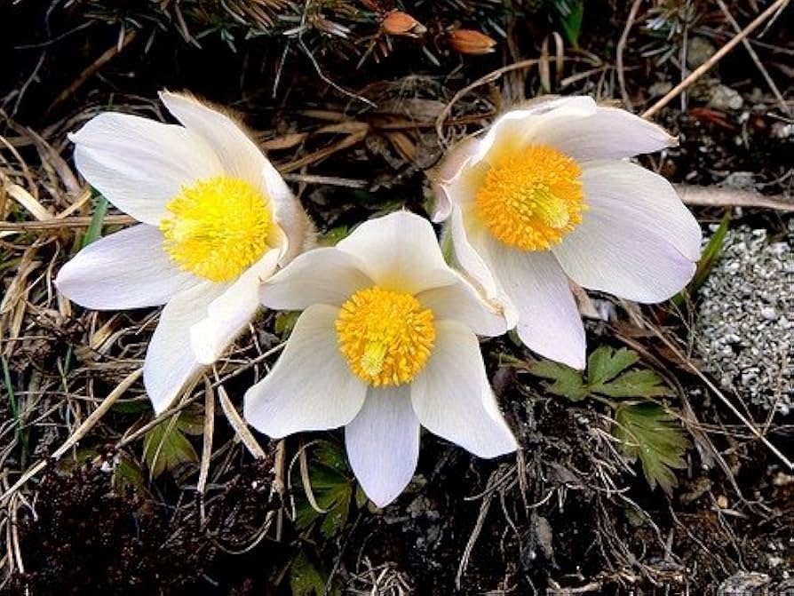 Weiß anemone pulsatilla blumen in töpfen