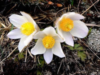 Weiß anemone pulsatilla blumen in töpfen