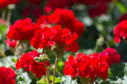 Weiß geranium blumen wachsend in töpfen
