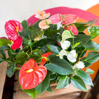 Weiß & rot anthurium blumen in töpfen