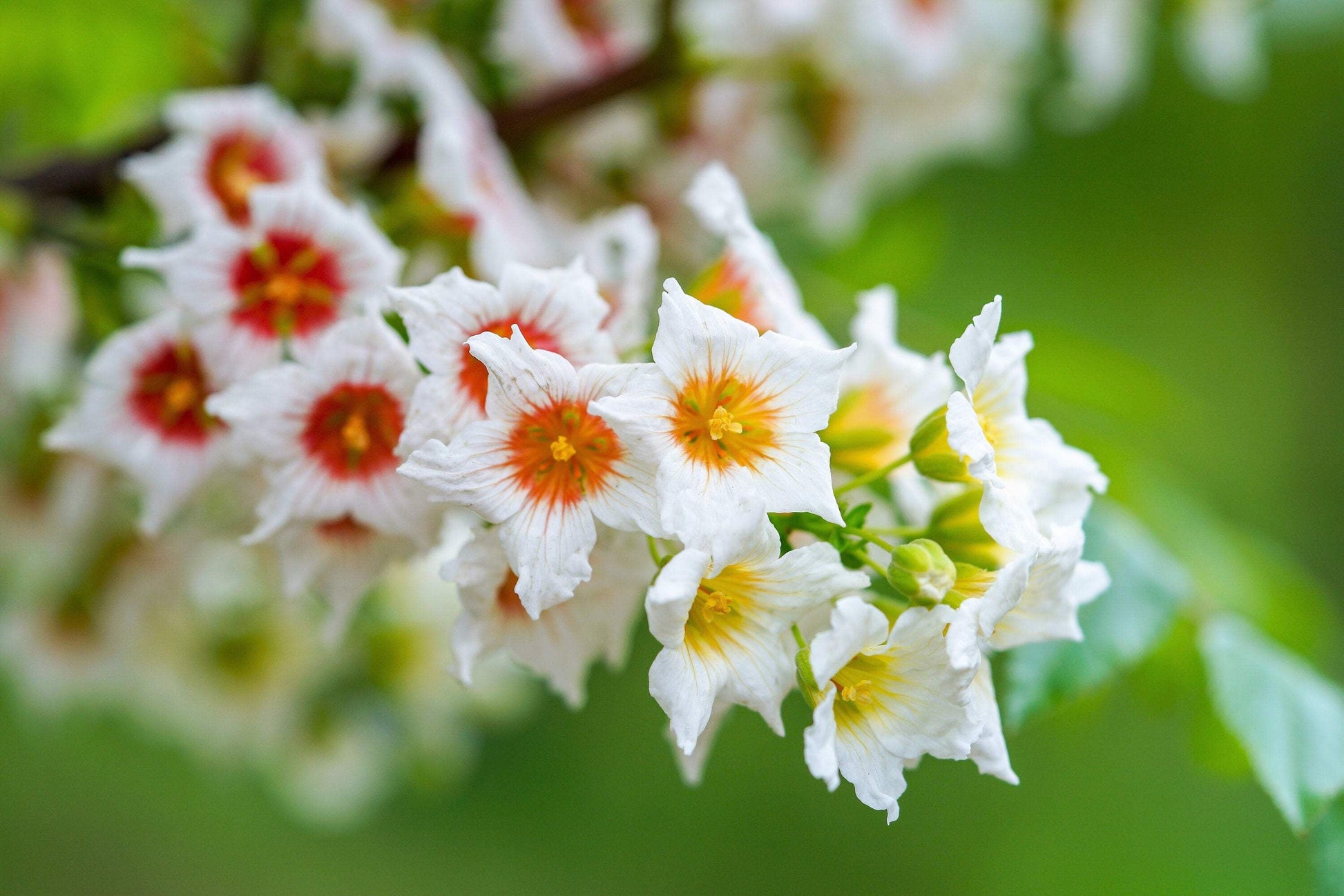 Xanthoceras flowering pflanze in töpfen