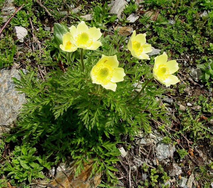 Gelb anemone pulsatilla blumen in töpfen