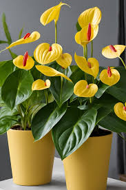 Gelb anthurium blumen in töpfen