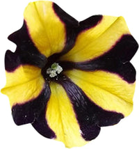 Gelb schwarz playmates blumen in töpfen
