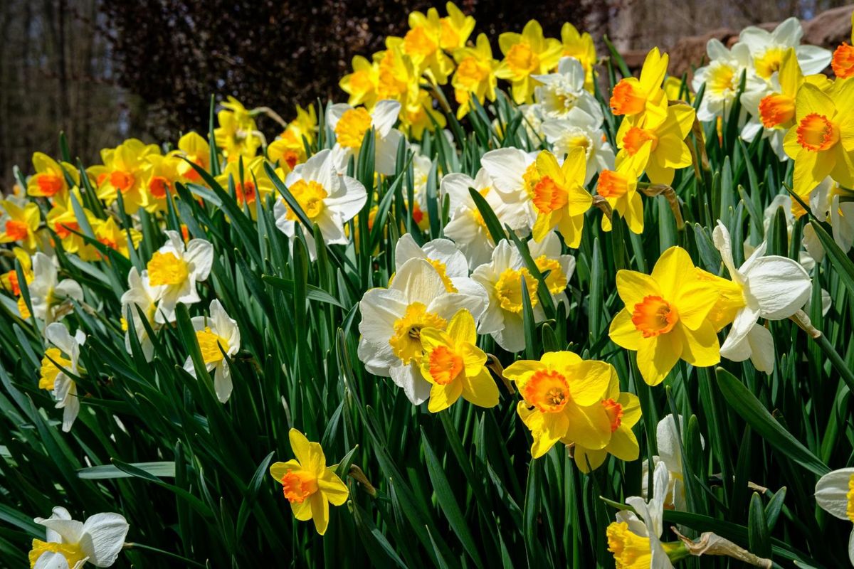 Gelb daffodil blumen in töpfen