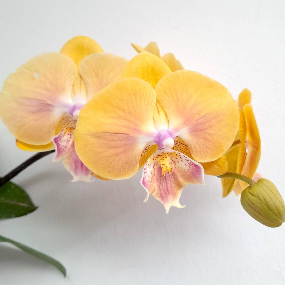 Gelb orchid blumen in töpfen