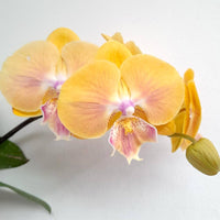 Gelb orchid blumen in töpfen