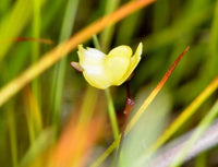 Gelb utricularia blumen in töpfen