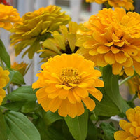 Gelb zinnia blumen in töpfen