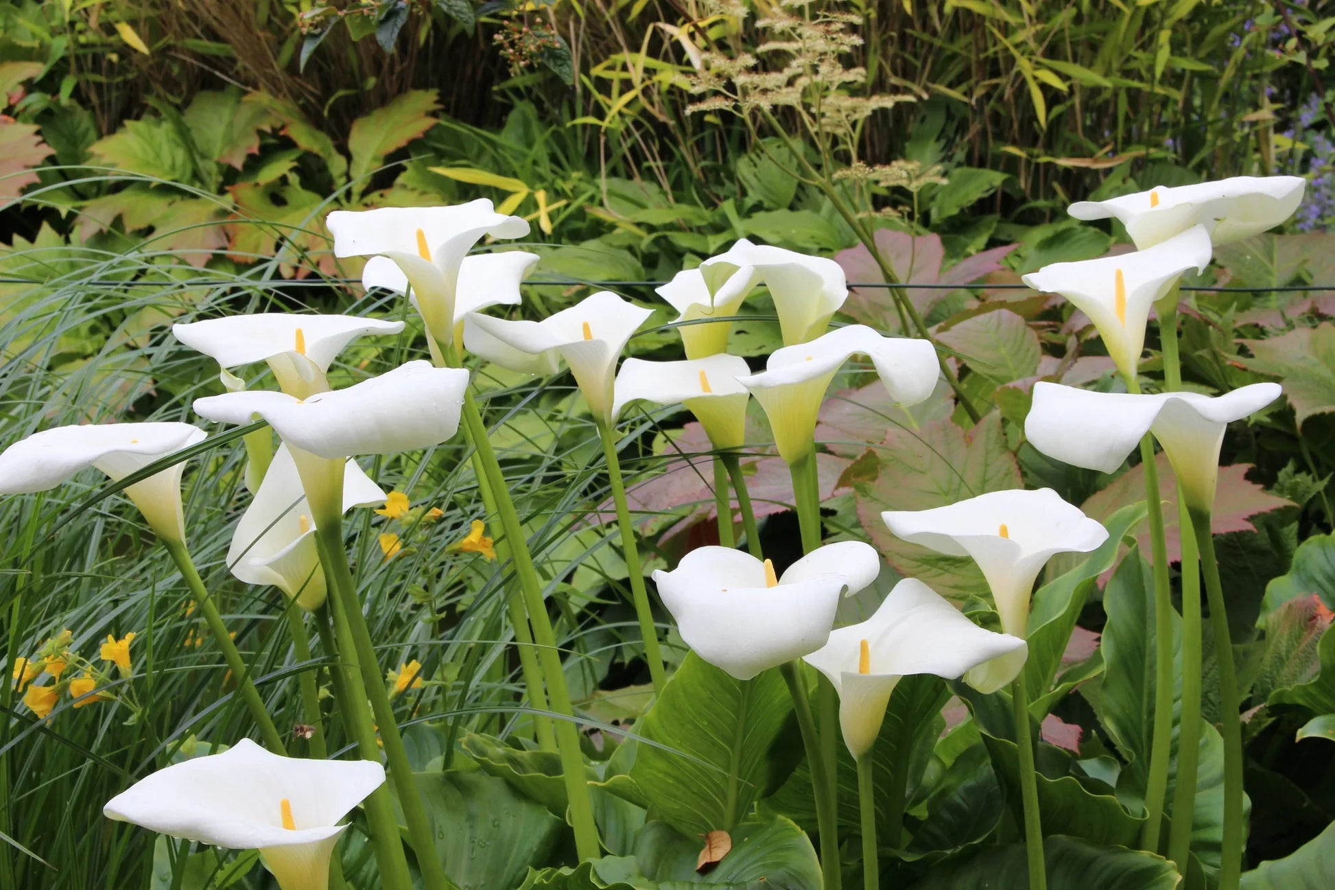 Zantedeschia aethiopica weiß blumen in töpfen