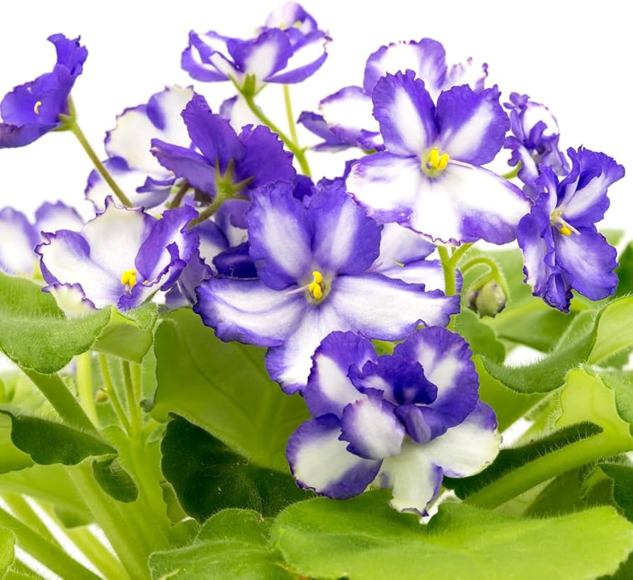 Potted african violet with weiß violet blumen