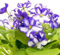 Potted african violet with weiß violet blumen