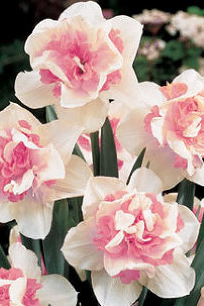 Potted baby rosa & weiß daffodil blume pflanze