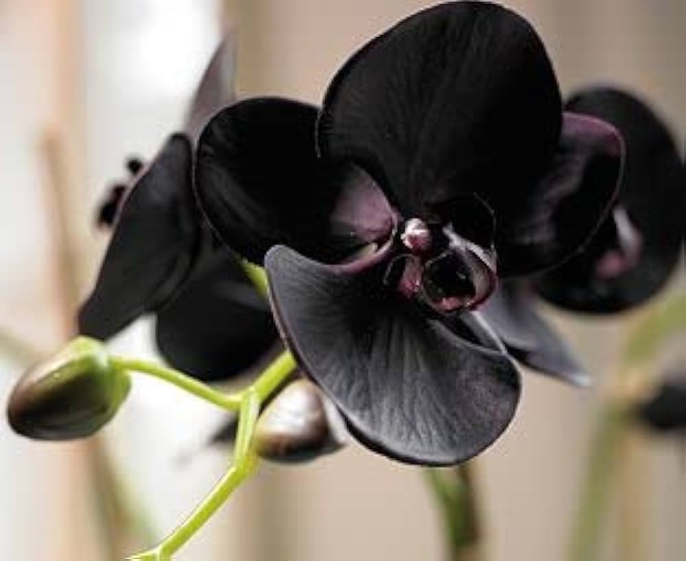 Potted schwarz phalaenopsis orchid pflanze