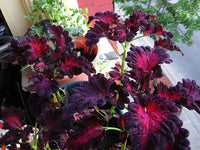 Potted schwarz rot dragon coleus pflanze