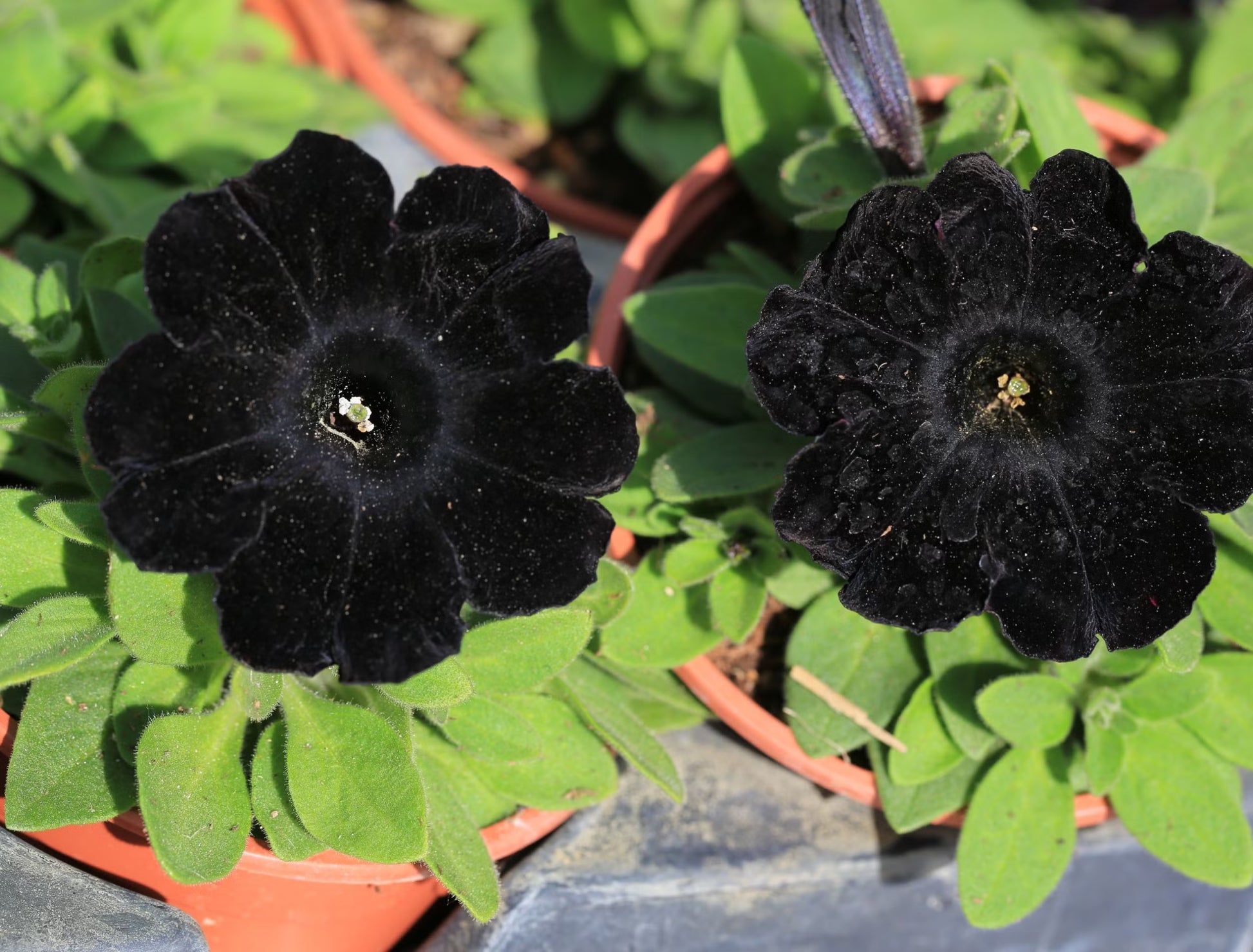Velvet Petunie Blumensamen – wichtig Aussaat Leitfaden