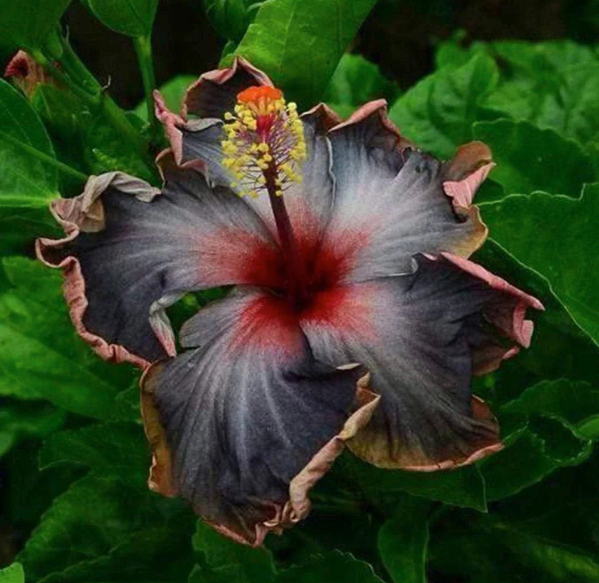 Dark blau hibiscus blume grown in töpfen