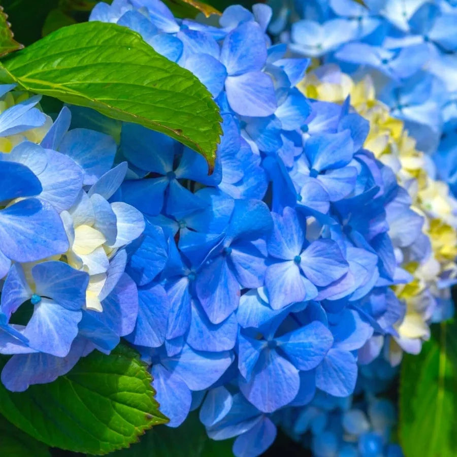 Potted blau hydrangea pflanzen