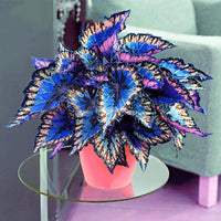 Potted blau and weiß coleus pflanzen