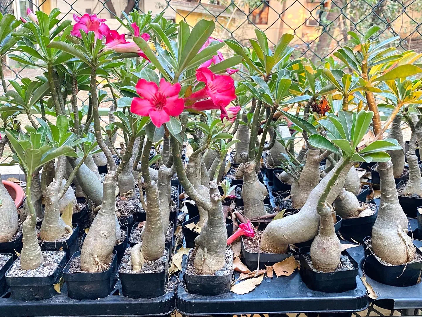 Bonsai rose pflanze wachsend in topf
