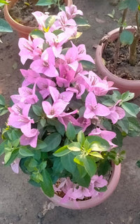 Light rosa bougainvillea grown in containers