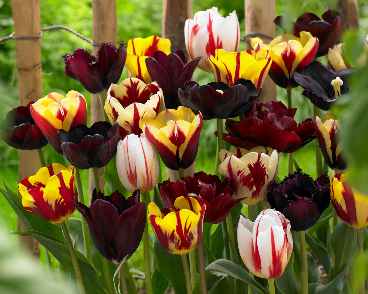 Potted burgundy tulip pflanzen