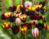 Potted burgundy tulip pflanzen