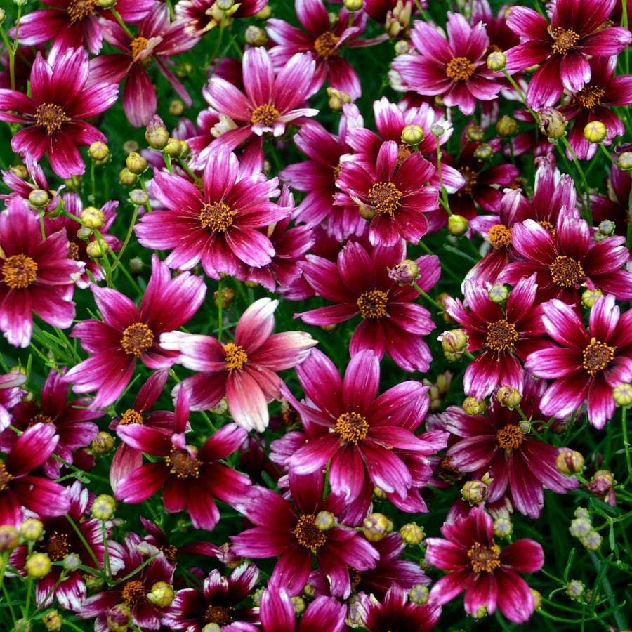 Potted coreopsis berry chiffon blumen for outdoor display
