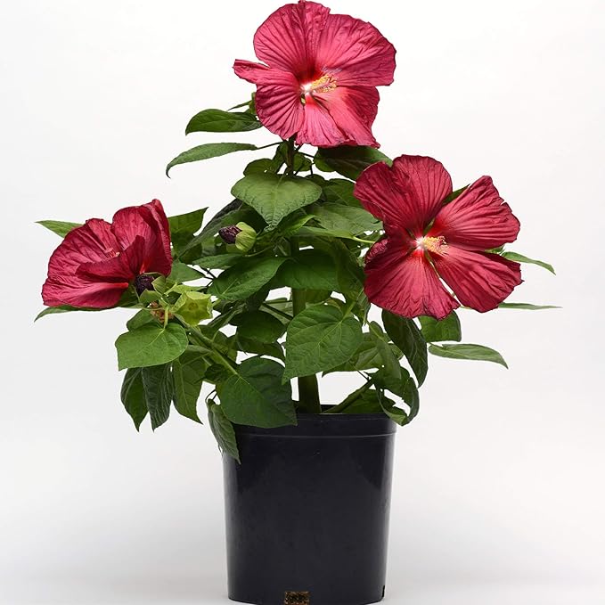 Cranberry hibiscus pflanze in töpfen
