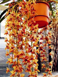 Potted cymbidium maxillaria goeringii orchid pflanze