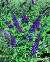 Potted dark blau buddleia blume pflanze