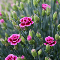 Potted dark rosa carnation pflanzen for home garten