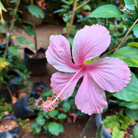 Potted dark rosa hibiscus pflanze