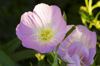 Potted light rosa evening-scented blumen for balcony