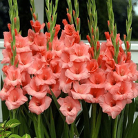 Gladiolus blumen wachsend in töpfen
