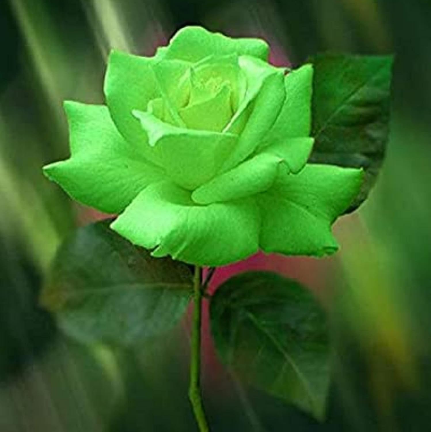 Grün rose pflanzen wachsend in töpfen
