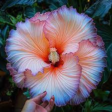 Hibiscus rainbow blumen wachsend in töpfen