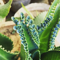 Potted kalanchoe grün succulent