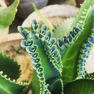 Potted kalanchoe grün succulent