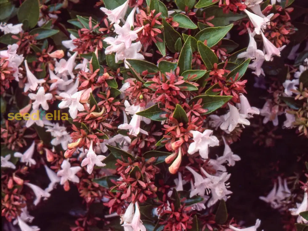Lavender abelia blumen in töpfen