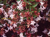 Lavender abelia blumen in töpfen