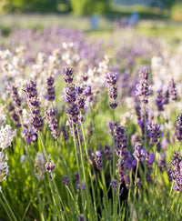 Lavender pflanzen wachsend in töpfen