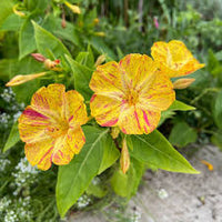 Potted gelb & rot mirabilis pflanze
