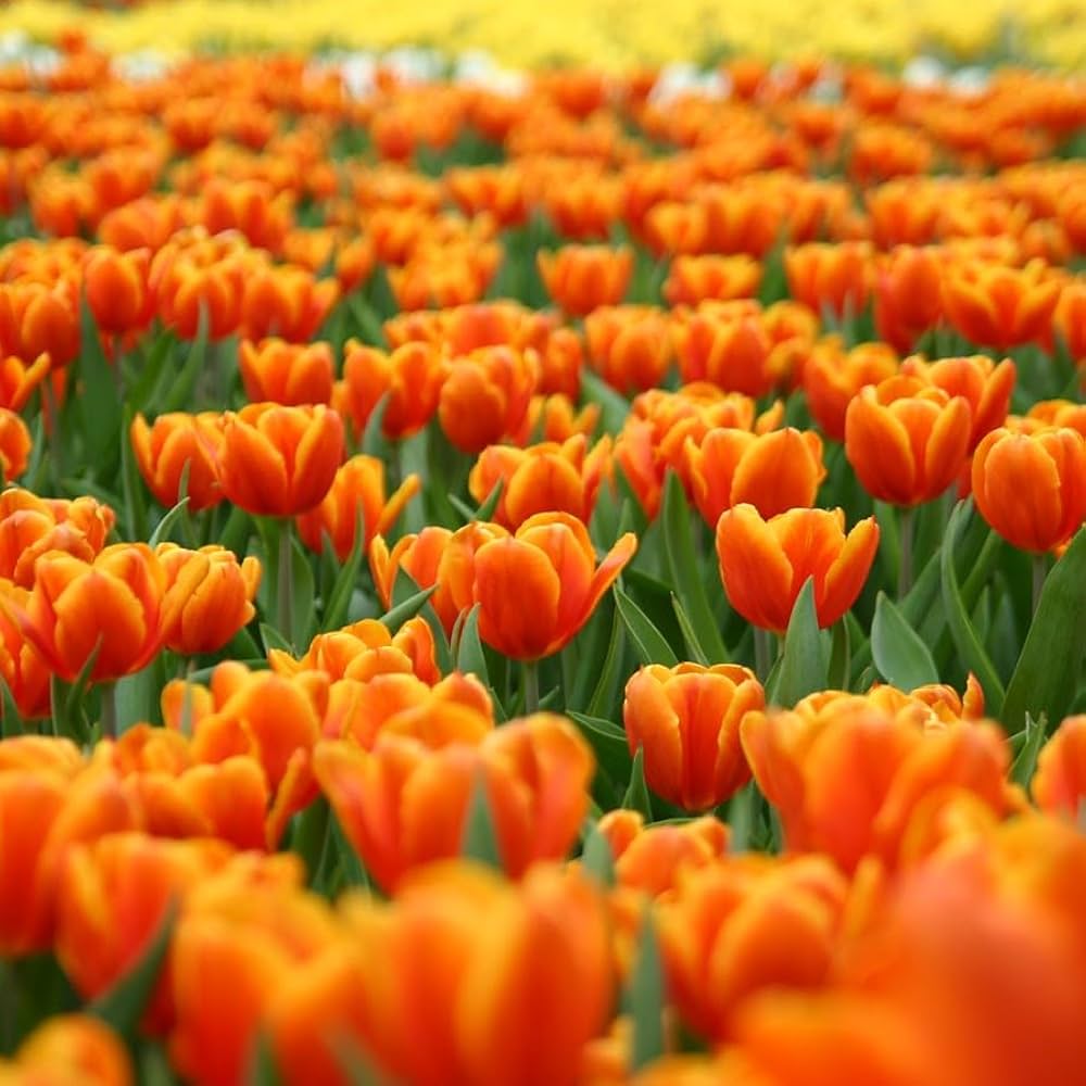 Potted orange tulip blumen for home garten