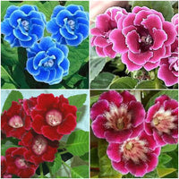 Potted rosa gloxinia blume pflanze
