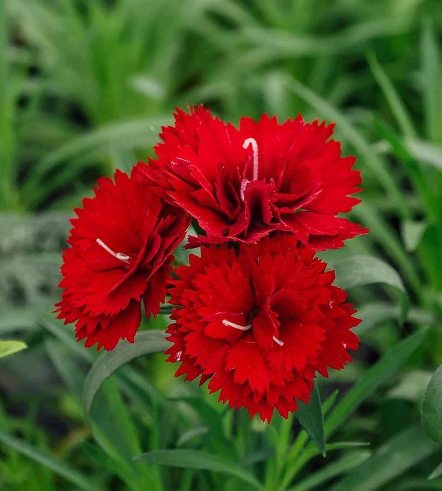 Rot carnation blumen in töpfen