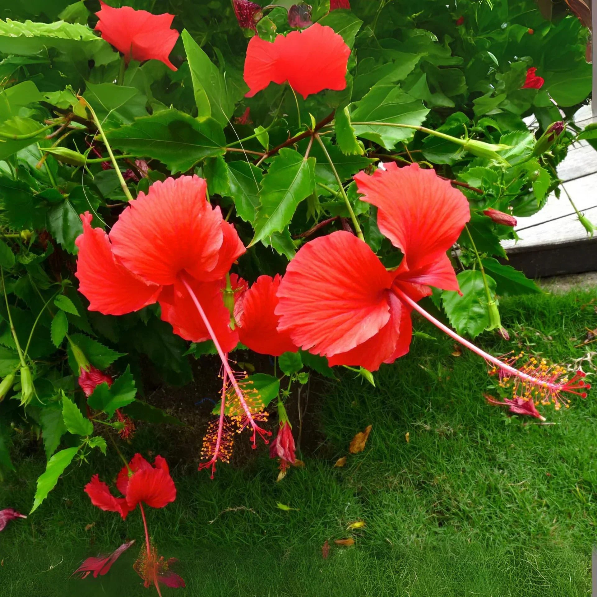 Potted rot hibiscus blume pflanze