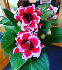 Rot and weiß gloxinia blumen in töpfen